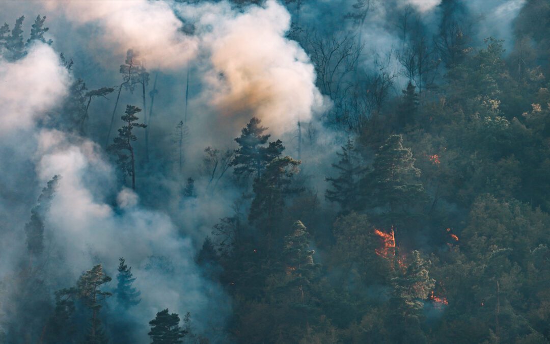 What Can Wildfire Toxicity Teach Us About COVID-19 & Treating COPD
