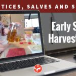 Poultices, Salves & Soaks from Early Summer Harvest Plants (Video Class)
