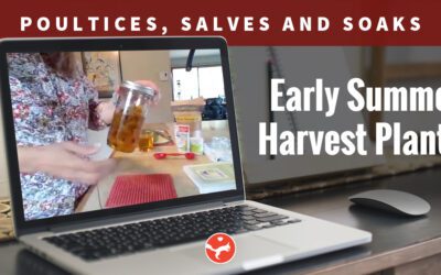 Poultices, Salves & Soaks from Early Summer Harvest Plants (Video Class)