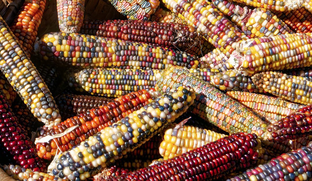 Corn Nixtamalization Discussion