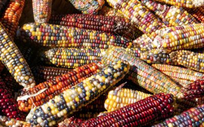 Corn Nixtamalization Discussion