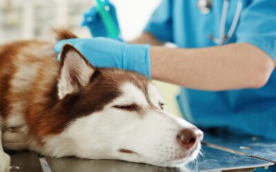 New Respiratory Disease in Dogs