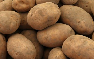 Answers to Potato Questions