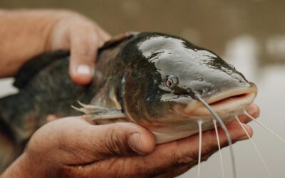 Beginners Guide to Bow Fishing