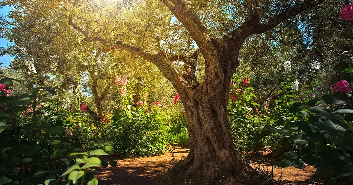In the Garden... of Gethsemane - Corps of Renewal And Charity